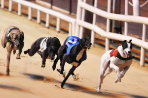 Bí Quyết Cược Đua Chó Sclub88 Thắng Lớn Cho Người Mới