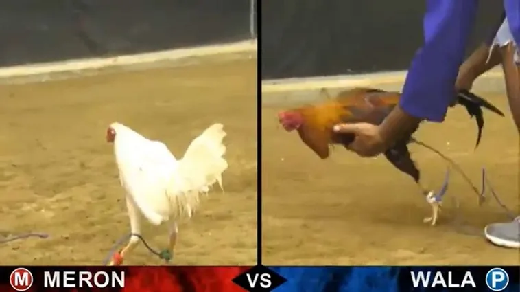 Bật Mí Cách Chơi Đá Gà Sabong Sclub88 Từ Các Kê Sư Philippines 1 Bật Mí Cách Chơi Đá Gà Sabong Sclub88 Từ Các Kê Sư Philippines