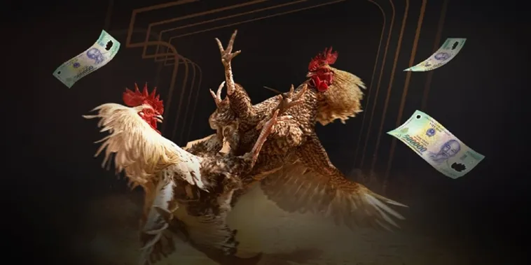 Đá Gà Sclub88 Trực Tiếp Đỉnh Cao Cháy Cùng Đam Mê Bất Tận